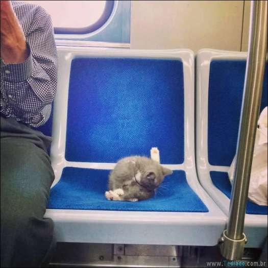 25 animais que absolutamente não liga para os humanos 14