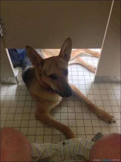 25 animais que absolutamente não liga para os humanos 17