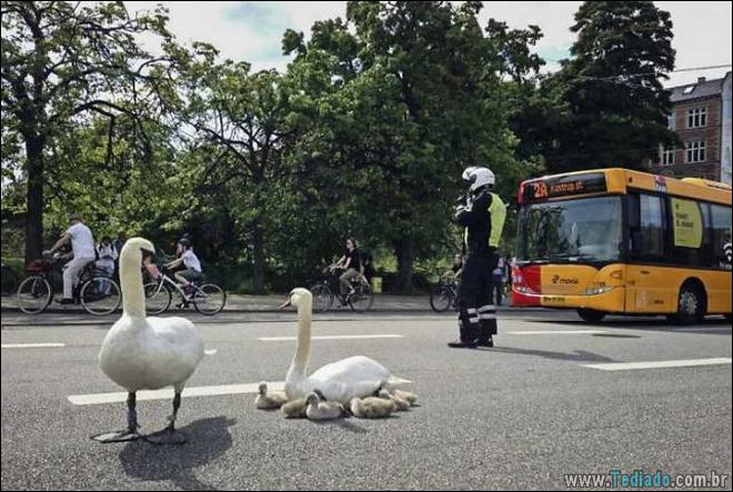 25 animais que absolutamente não liga para os humanos 18