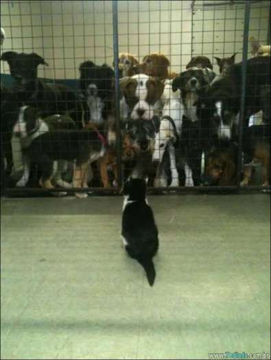 25 animais que absolutamente não liga para os humanos 23