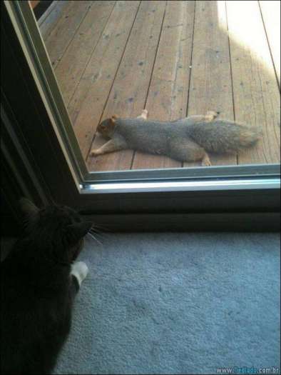 25 animais que absolutamente não liga para os humanos 24