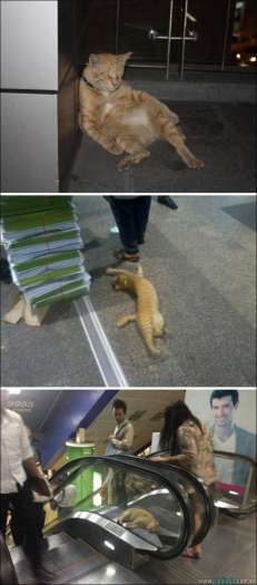 25 animais que absolutamente não liga para os humanos 25