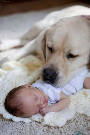 25 fotos que mostram por que cada criança deve ter um animal de estimação 10