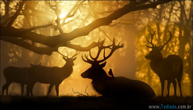 22 fotos impressionantes que não precisam de photoshop 21