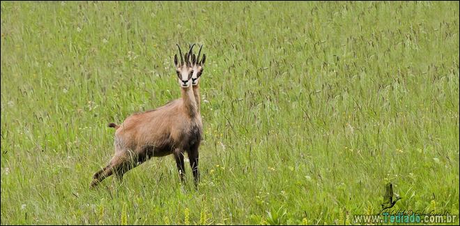 23 fotos incomuns que você terá que olhar duas vezes 6
