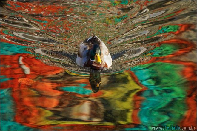 23 fotos incomuns que você terá que olhar duas vezes 15