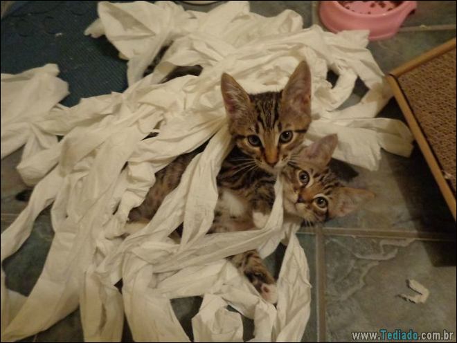 31 pessoas que deixaram seus animais de estimação sozinho, e lamentou 1