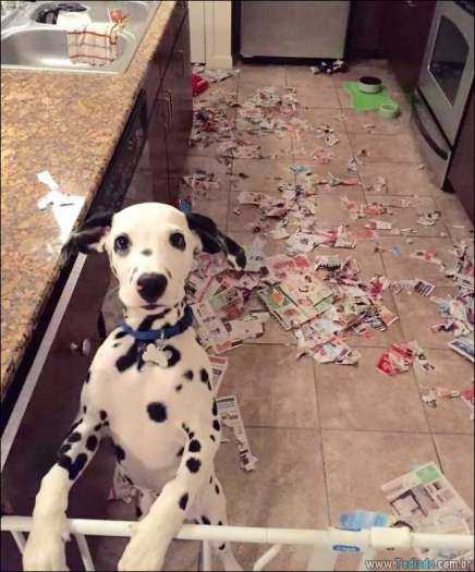 31 pessoas que deixaram seus animais de estimação sozinho, e lamentou 4