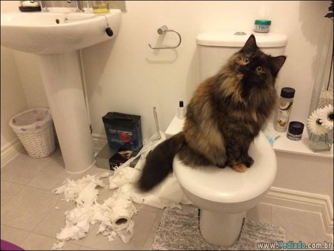 31 pessoas que deixaram seus animais de estimação sozinho, e lamentou 5