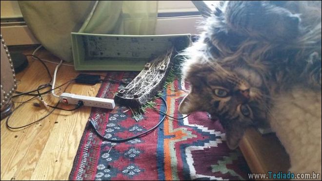 31 pessoas que deixaram seus animais de estimação sozinho, e lamentou 8