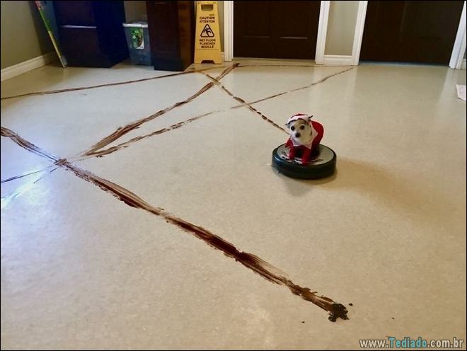 31 pessoas que deixaram seus animais de estimação sozinho, e lamentou 11