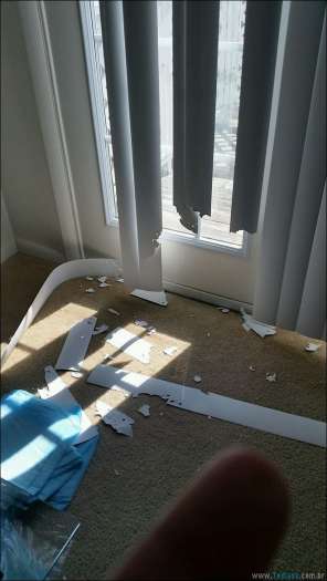 31 pessoas que deixaram seus animais de estimação sozinho, e lamentou 16