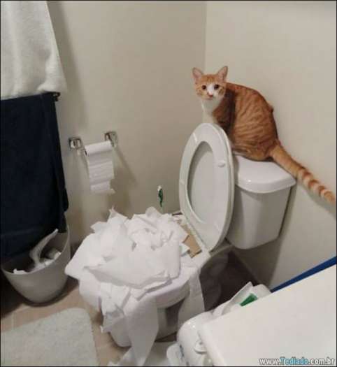 31 pessoas que deixaram seus animais de estimação sozinho, e lamentou 18