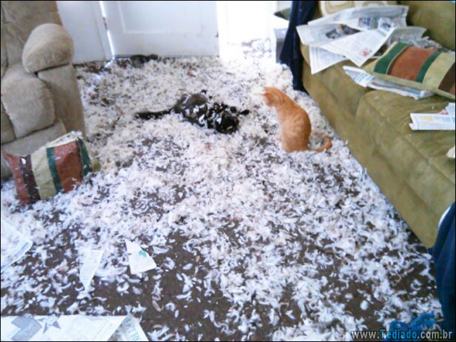 31 pessoas que deixaram seus animais de estimação sozinho, e lamentou 20