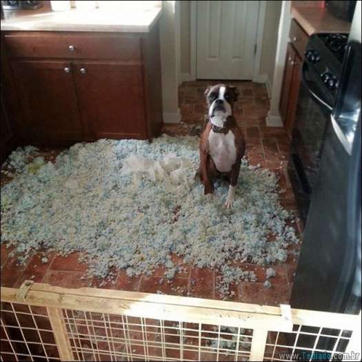 31 pessoas que deixaram seus animais de estimação sozinho, e lamentou 21