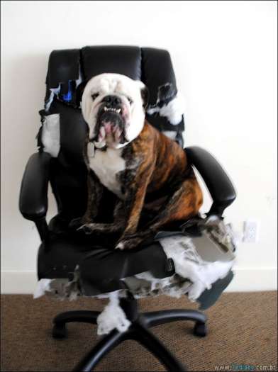 31 pessoas que deixaram seus animais de estimação sozinho, e lamentou 25