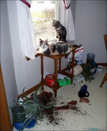 31 pessoas que deixaram seus animais de estimação sozinho, e lamentou 28