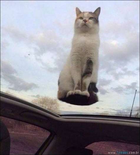 Quando a foto diz muito mais do que palavras (33 fotos) 16