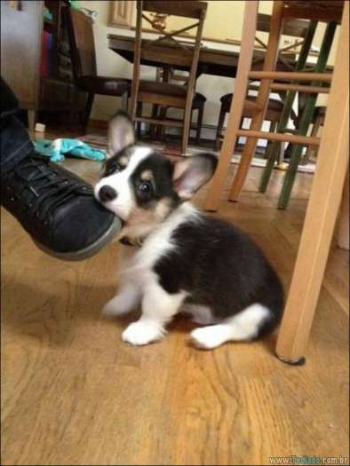 Quando a foto diz muito mais do que palavras (33 fotos) 30