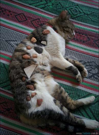 25 razões pelas quais você não deve deixar seus animais com crianças 5