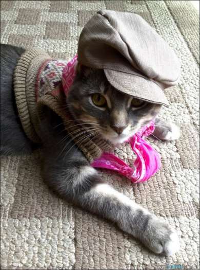 25 razões pelas quais você não deve deixar seus animais com crianças 7