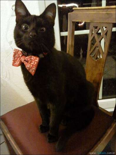 25 razões pelas quais você não deve deixar seus animais com crianças 16