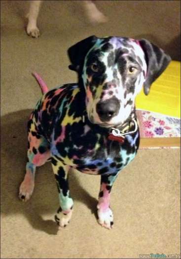 25 razões pelas quais você não deve deixar seus animais com crianças 23