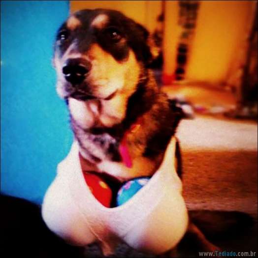 25 razões pelas quais você não deve deixar seus animais com crianças 24