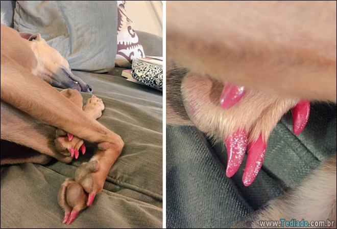 25 razões pelas quais você não deve deixar seus animais com crianças 25