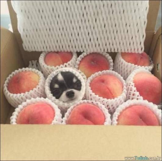 Algo está muito errado aqui (28 fotos) 3