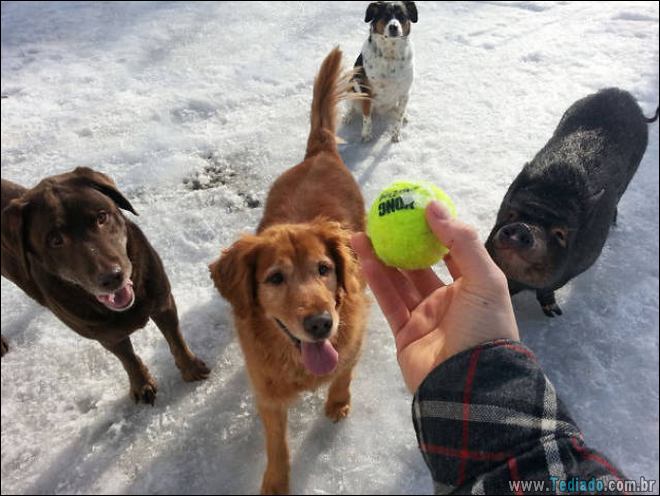 Algo está muito errado aqui (28 fotos) 7