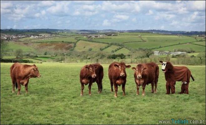 Algo está muito errado aqui (28 fotos) 10