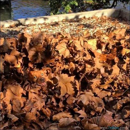 Algo está muito errado aqui (28 fotos) 13