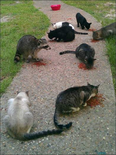 Algo está muito errado aqui (28 fotos) 23