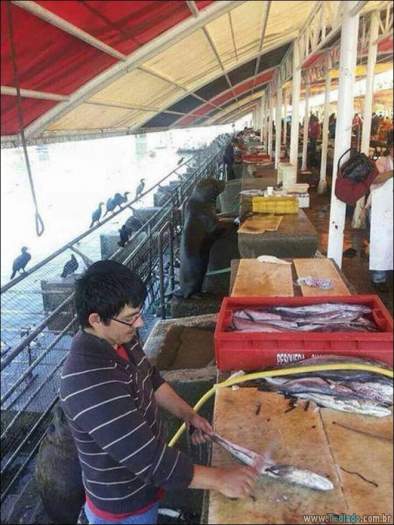 Algo está muito errado aqui (28 fotos) 27