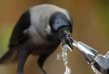 Os 10 animais mais inteligentes 10