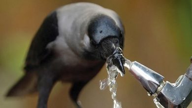 Os 10 animais mais inteligentes 10