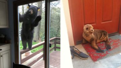 33 animais querem companhia de alguém mais do que nós teríamos pensado 58