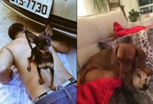 18 fotos de cachorros que é muito folgado 31