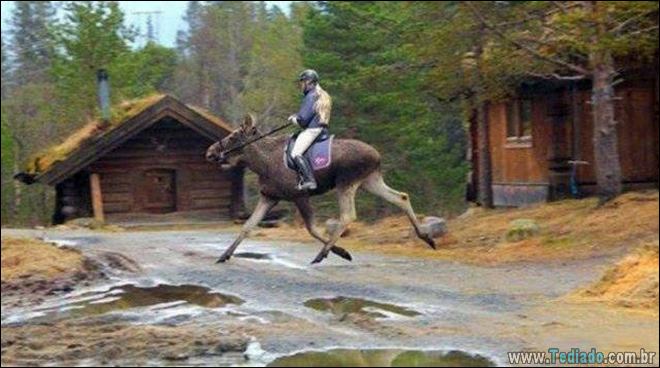 Coisas que você só vê no Canadá (21 fotos) 5