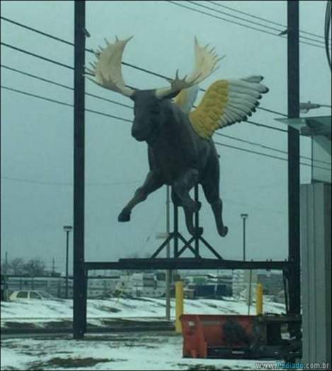 Coisas que você só vê no Canadá (21 fotos) 8