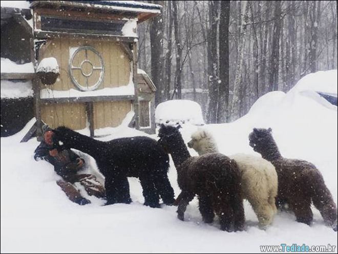 Coisas que você só vê no Canadá (21 fotos) 12