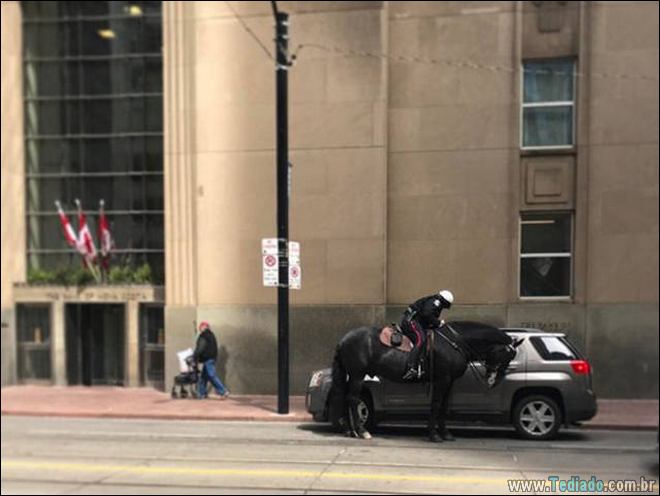 Coisas que você só vê no Canadá (21 fotos) 13