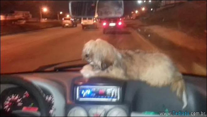 18 fotos de cachorros que é muito folgado 1