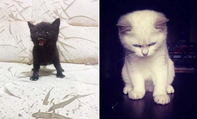 30 gatinhos muito irritados, que é difícil de levar à sério