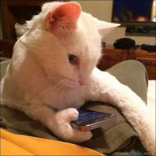 22 gatos fazendo coisas diferentes e estranhas 3