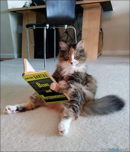 22 gatos fazendo coisas diferentes e estranhas 4