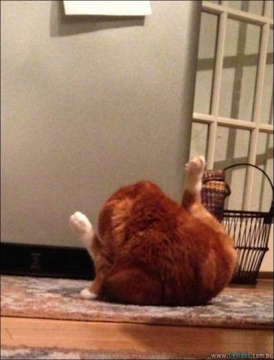 22 gatos fazendo coisas diferentes e estranhas 5