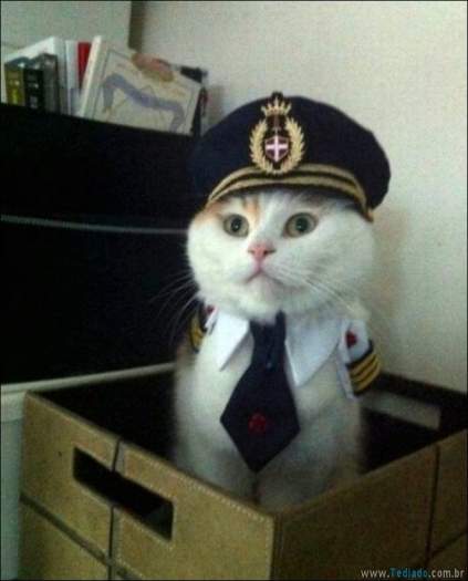 22 gatos fazendo coisas diferentes e estranhas 7