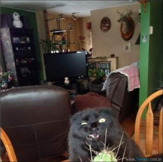 22 gatos fazendo coisas diferentes e estranhas 9